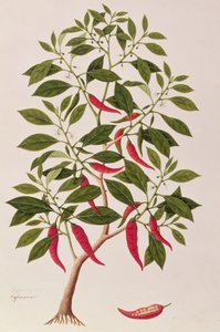 Piment ou Capsicum, Dessins de Plantes de Malacca, c.1805-18